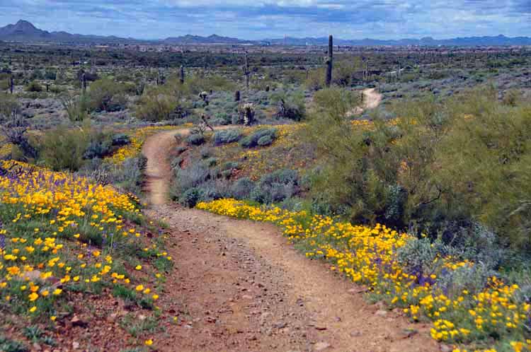 wildflowers